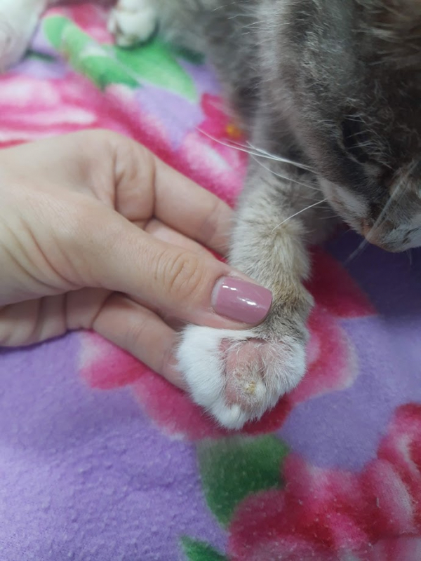 Acompanhamento de Gatos com Doenças Crônicas Agendar Vila Izabel - Tratando de Doença Renal Crônica em Gatos