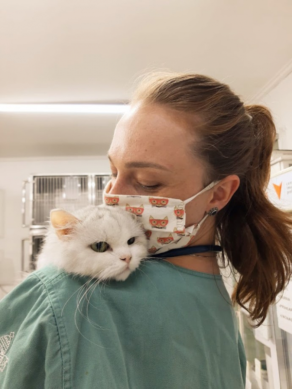 Aplicação de Vacina contra Leucemia Felina Orleans - Vacina para Gatos