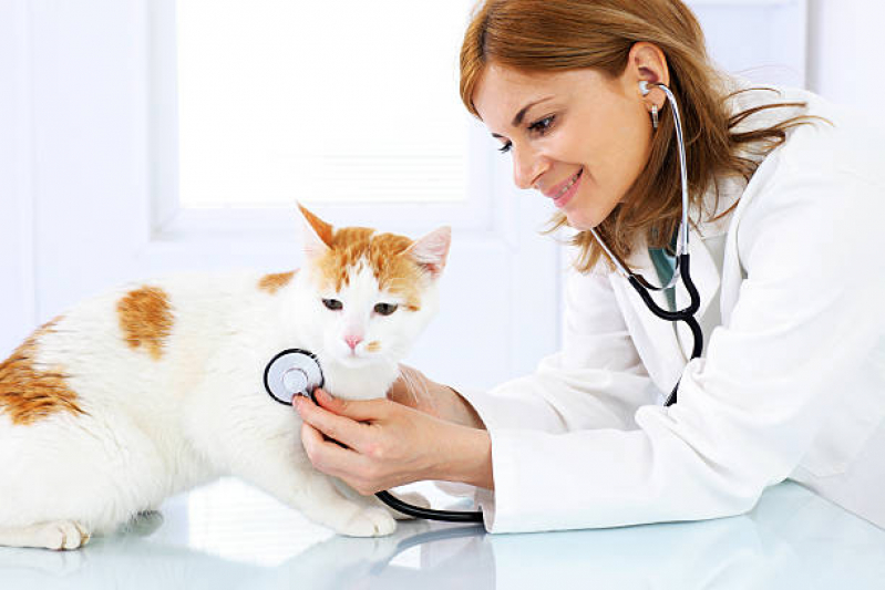 Check Up para Gato com Doença Crônica Marcar Alto Boqueirão - Check Up para Gato com Doença Crônica