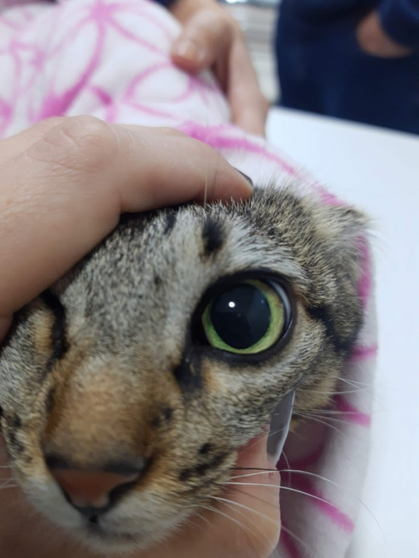 Clínica Especializada em Acompanhamento de Gatos com Doenças Crônicas Mossunguê (Ecoville) - Tratamento para Gato com Doença Crônica