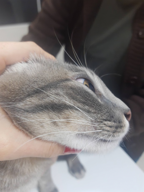 Clínica Especializada em Acompanhamento de Gatos Doentes Crônicos Bacacheri - Tratamento para Gato com Diabetes