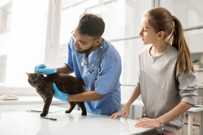 Clínica Que Faz Check Up para Gatos Idosos Batel - Check Up para Gatos Adultos