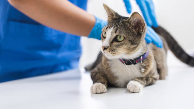 Clínica Que Faz Exame de Coleta de Urina em Gatos Ganchinho - Exame para Gato