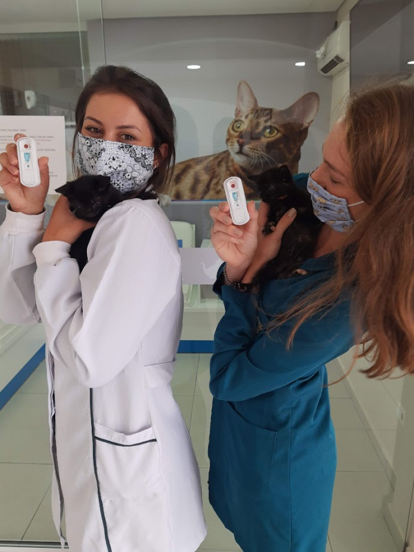 Clínica Que Faz Teste Fiv e Felv para Gatos Mercês - Teste de Aids em Gatos