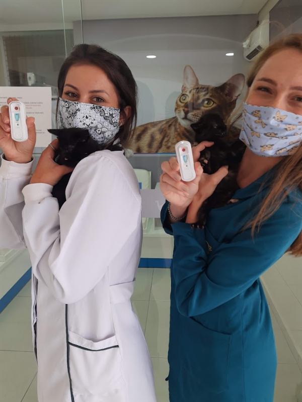 Clínica Que Faz Teste Imunodeficiência Felina Cachoeira - Teste Fiv Felv em Filhotes