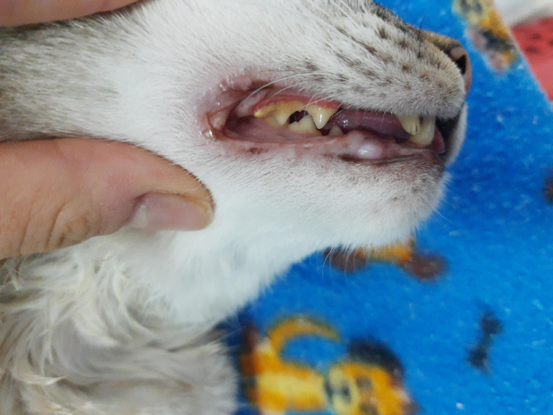Clínica Que Faz Tratamento Odontológico em Gatos Ahú - Tratamento Dentário em Gatos