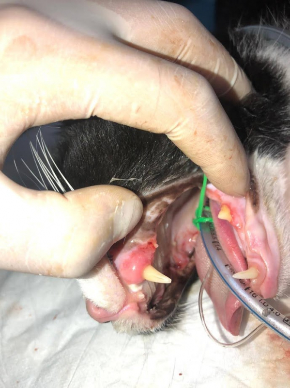 Clínica Que Faz Tratamento para Gato com Imunodeficiência Bairro Alto - Tratando de Doença Renal Crônica em Gatos