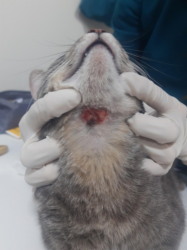 Clínica Que Faz Tratamento para Hipertireoidismo em Gatos Campina do Siqueira - Tratamento Odontológico em Gatos