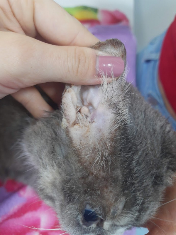 Clínica Que Faz Tratamento para Rinotraqueite em Gatos Jardim Botânico - Tratamento Odontológico em Gatos