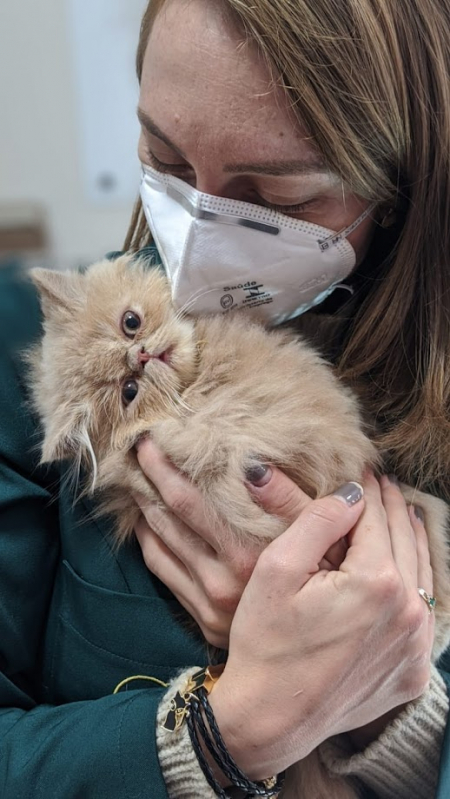 Clínica Veterinária de Gatos Contato São José dos Pinhais - Clínica Especializada em Gatos