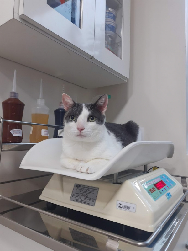 Clínica Veterinária Especializada em Gatos Telefone Santo Inácio - Clínica para Gato