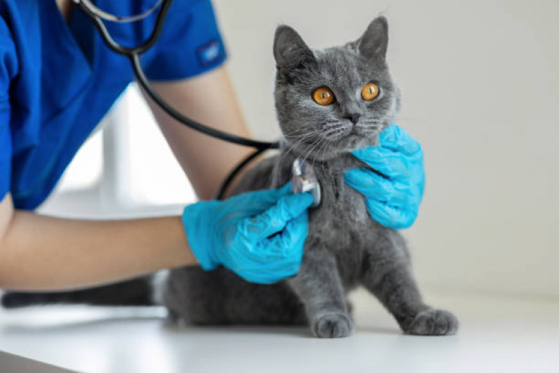 Clínica Veterinária Especializada em Gatos Umbará - Clínica Veterinária Especialista em Gatos