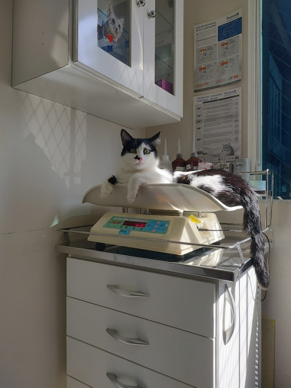 Consulta de Gato Bairro Alto - Consulta Veterinária para Gatos