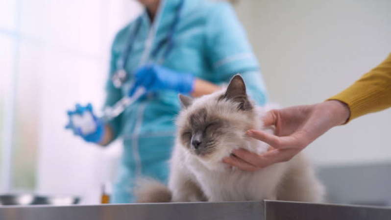 Consulta de Rotina para Gatos Marcar Bom Retiro - Consulta Veterinária para Felino