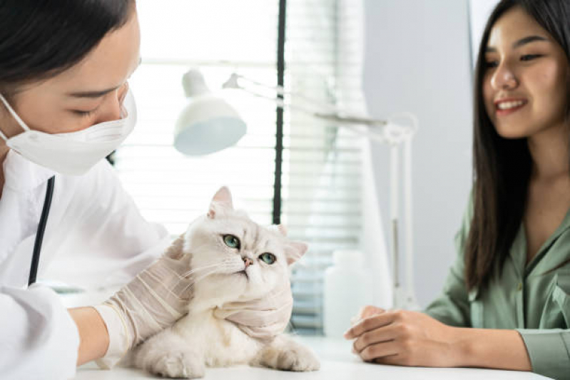 Consulta Gato Marcar Orleans - Consulta Veterinária para Felino