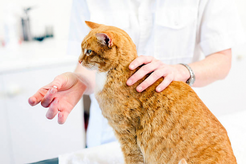 Consulta Medica para Gato Agendar Hugo Lange - Consulta Veterinária para Felino
