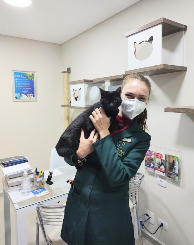 Consulta para Gato Agendar Capão da Imbuia - Consulta Veterinária para Gatos
