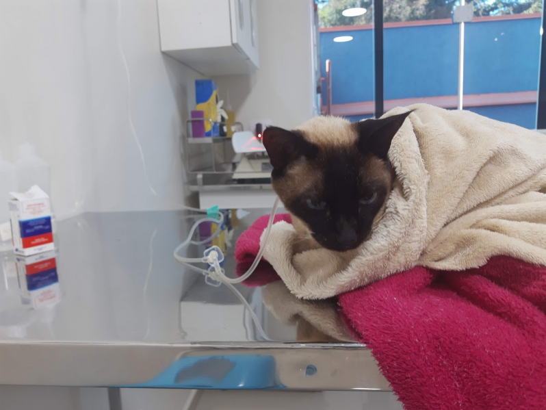 Consulta para Gatos Marcar Tarumã - Consulta Veterinária para Felino