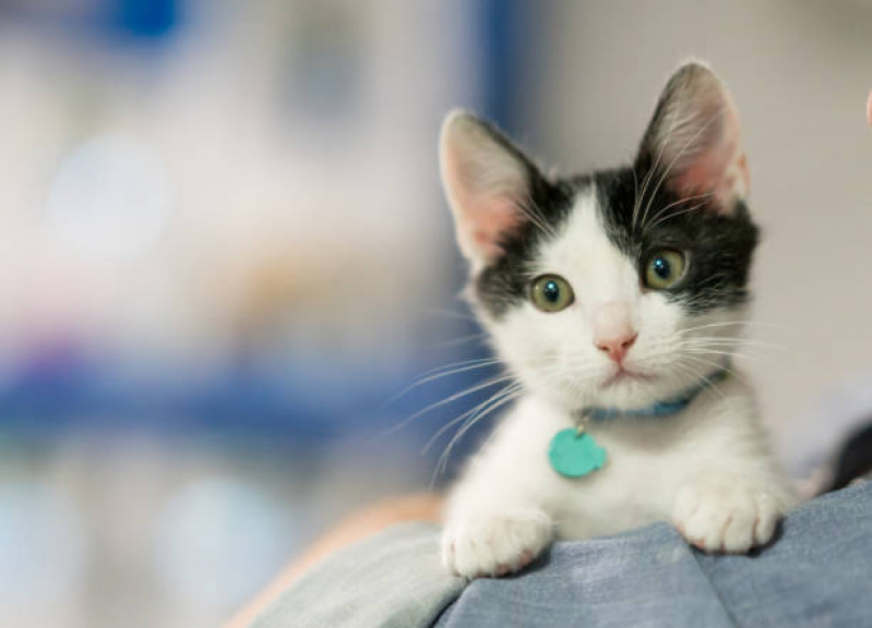 Consulta Veterinária para Gatos Marcar Bacacheri - Consulta para Gatos