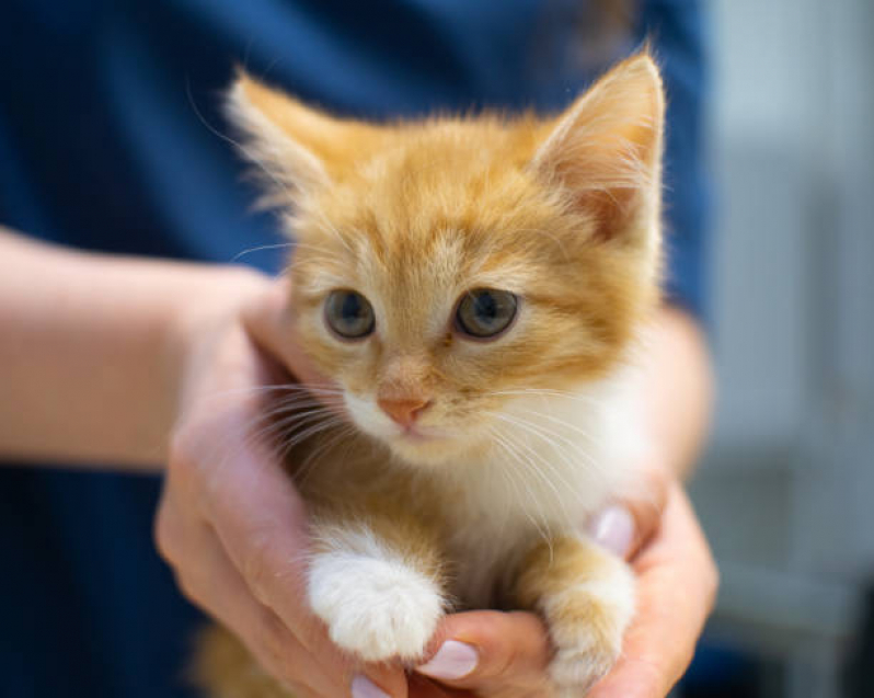 Contato de Clínica para Gato Pinhais - Clínica Veterinária para Gatos