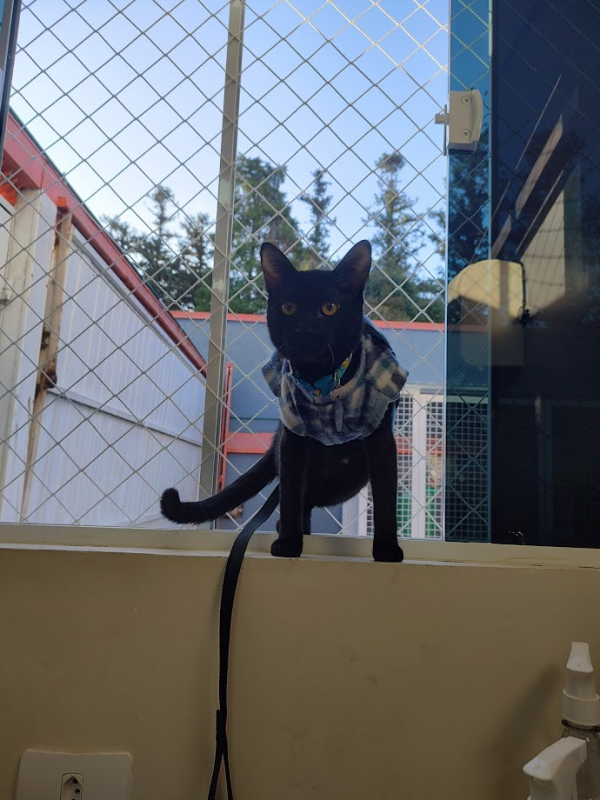 Contato de Clínica Veterinária Especializada em Felinos Boa Vista - Clínica para Castrar Gatos