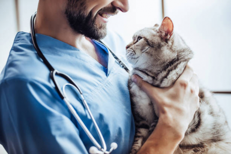 Contato de Neuro para Gatos Campo Comprido - Oncologista para Gatos