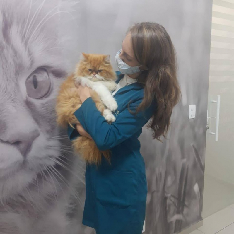 Endereço de Clínica Veterinária para Castrar Gatos Bairro Alto - Clínica Especializada em Gatos