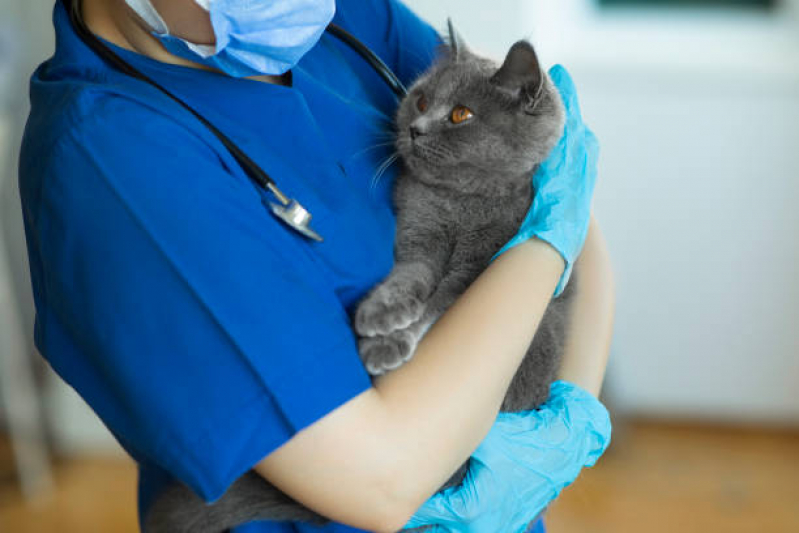 Exame para Gato Marcar Novo Mundo - Exame de Sangue em Gatos