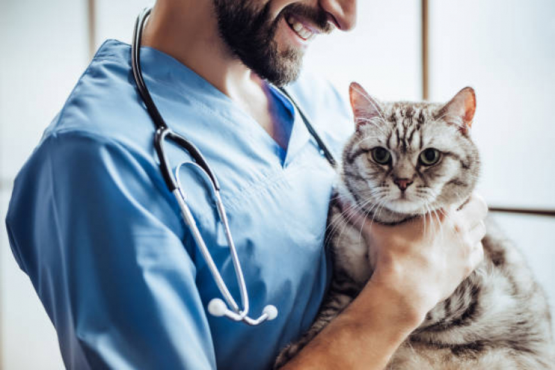 Neuro para Gatos Telefone Bom Retiro - Neonatologia Felina