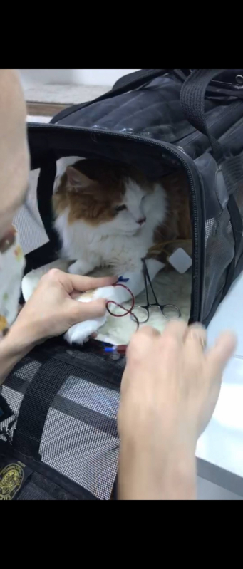 Onde Marcar Check Up para Gato com Doença Crônica Bairro Alto - Check Up para Gato Filhote