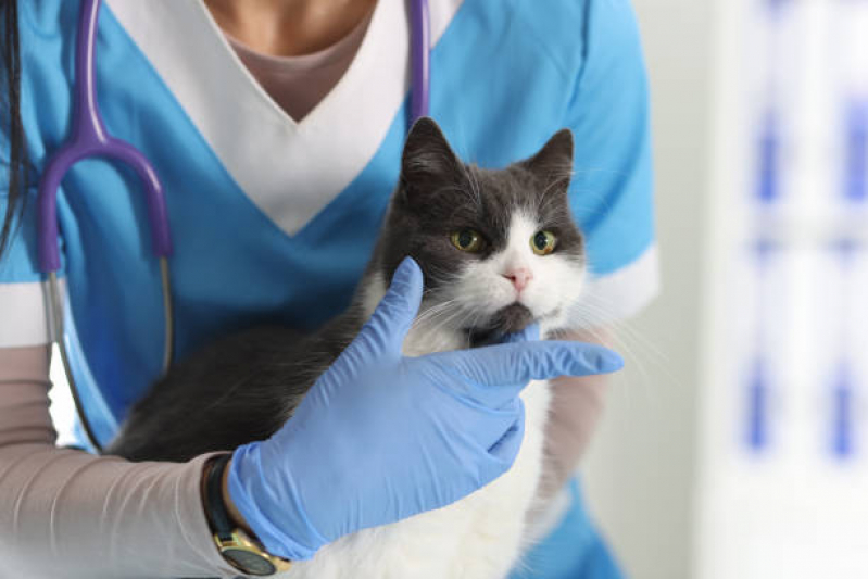 Onde Marcar Check Up para Gatos Sênior Alto da XV - Check Up para Gato com Alergia