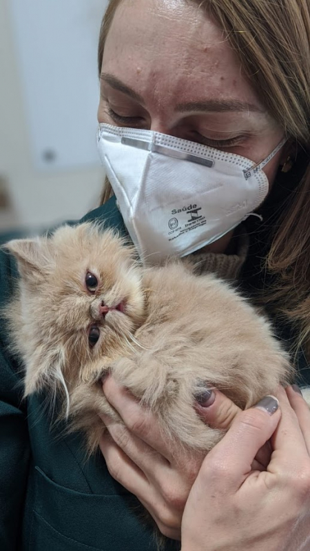 Onde Marcar Check Up Veterinário para Gato Prado Velho - Check Up para Gato com Doença Crônica