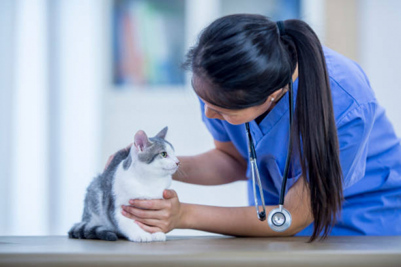 Onde Marcar Consulta para Felino Santa Quitéria - Consulta Medica para Gato