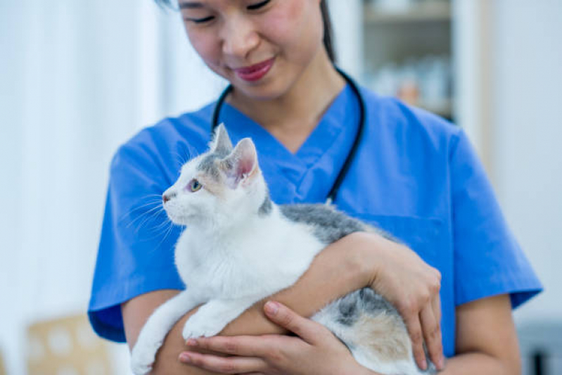 Onde Tem Consulta Veterinária para Felino Tingui - Consulta de Gato