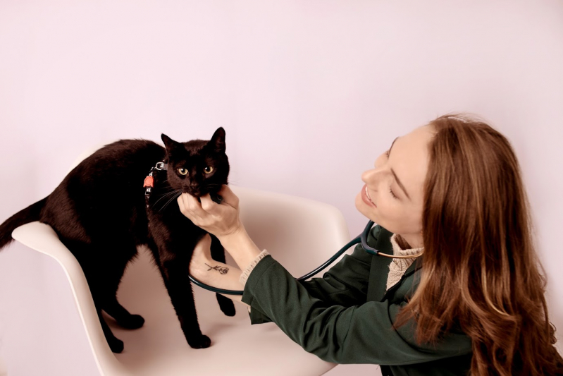 ecocardiograma em gatos marcar Alto da Glória
