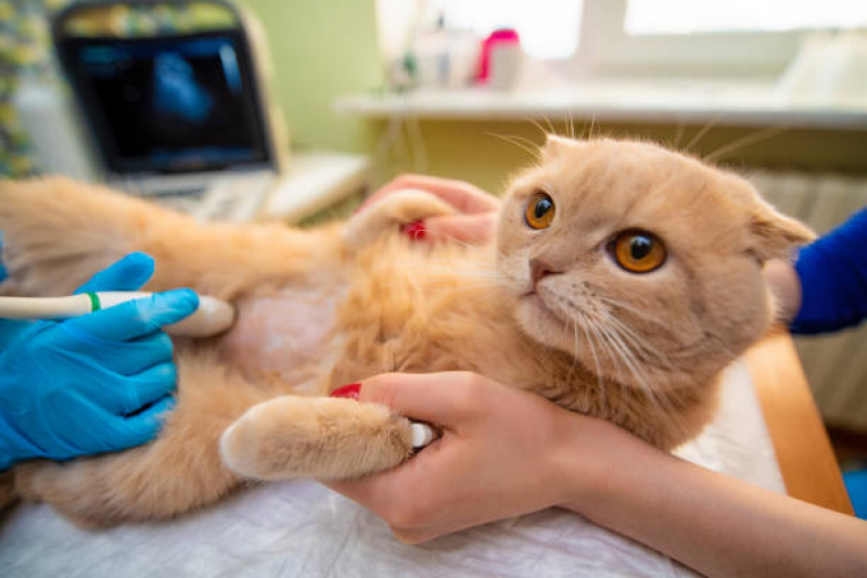 Telefone de Médico Especialista para Gato Capão da Imbuia - Neonatologia Felina
