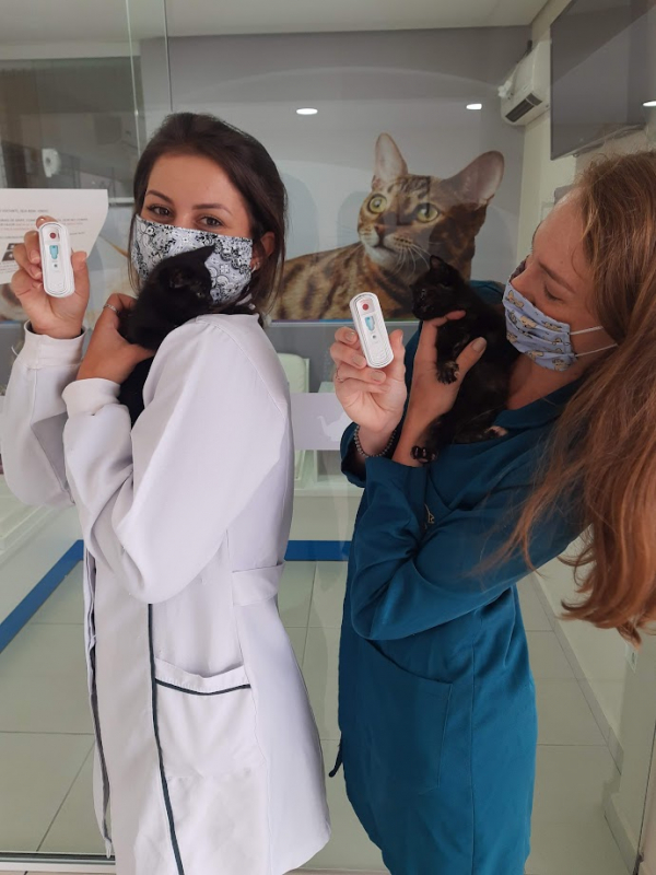 Teste Fiv e Felv para Gatos Agendar Barreirinha - Teste Leucemia Felina