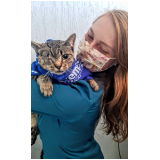 aplicação de vacina antirrábica gato Capão da Imbuia