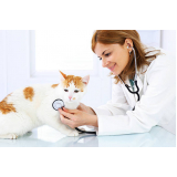 check up para gato com doença crônica marcar Mercês
