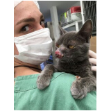 check up veterinário para gato agendar Prado Velho
