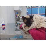 check up veterinário para gato Guabirotuba