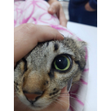 clínica especializada em acompanhamento de gatos com doenças crônicas Juvevê