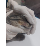 clínica especializada em tratamento para hipertireoidismo em gatos Campo Comprido