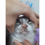 clínica especializada em tratamento para rinotraqueite em gatos Fazendinha