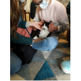 clínica que faz check up para gato com alergia Alto Boqueirão