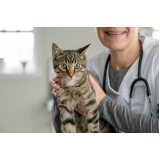 clínica que faz check up para gatos sênior Abranches