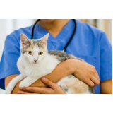clínica que faz exame de citologia em gatos Jardim das Américas