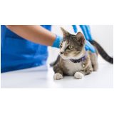 clínica que faz exame de coleta de urina em gatos Água Verde
