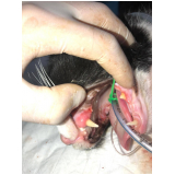 clínica que faz tratamento com dentista para gatos Capão da Imbuia