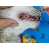 clínica que faz tratamento odontológico em gatos Augusta